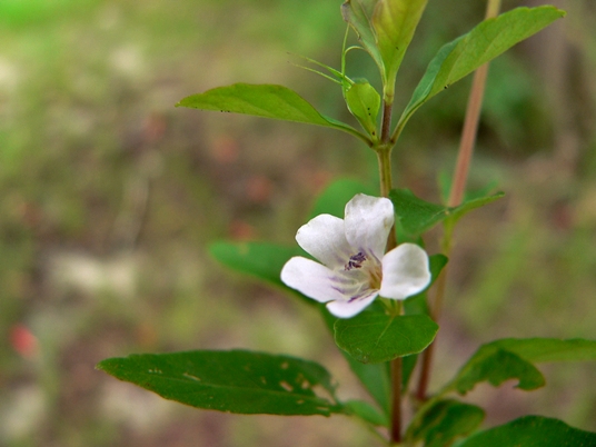 {Dyschoriste humistrata}